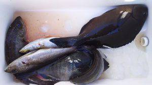 伊豆下田フィッシング 釣果