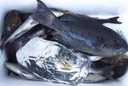 伊豆下田フィッシング 釣果