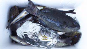 伊豆下田フィッシング 釣果