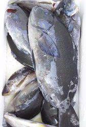 伊豆下田フィッシング 釣果