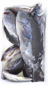 伊豆下田フィッシング 釣果