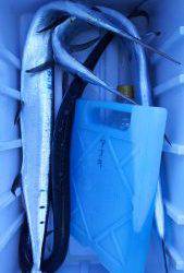 伊豆下田フィッシング 釣果