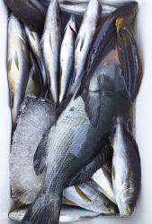 伊豆下田フィッシング 釣果