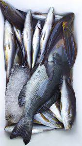 伊豆下田フィッシング 釣果