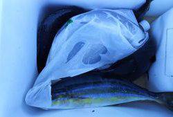 伊豆下田フィッシング 釣果