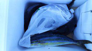 伊豆下田フィッシング 釣果