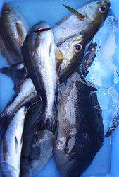 伊豆下田フィッシング 釣果