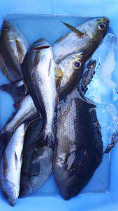 伊豆下田フィッシング 釣果