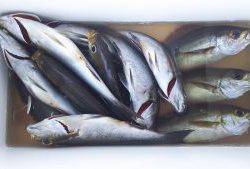 伊豆下田フィッシング 釣果