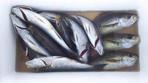 伊豆下田フィッシング 釣果