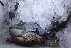伊豆下田フィッシング 釣果