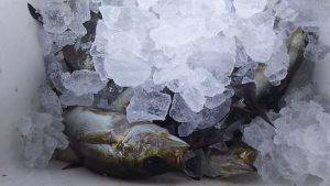 伊豆下田フィッシング 釣果