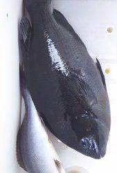 伊豆下田フィッシング 釣果