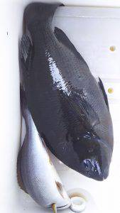 伊豆下田フィッシング 釣果