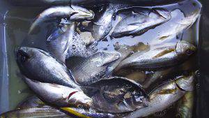 伊豆下田フィッシング 釣果