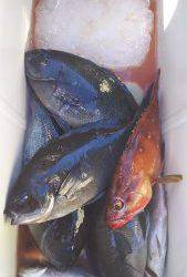 伊豆下田フィッシング 釣果