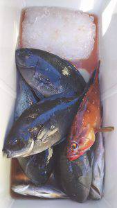 伊豆下田フィッシング 釣果