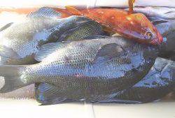 伊豆下田フィッシング 釣果