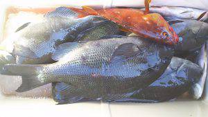 伊豆下田フィッシング 釣果