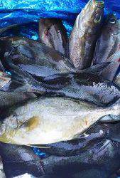 伊豆下田フィッシング 釣果