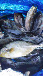 伊豆下田フィッシング 釣果