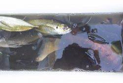 伊豆下田フィッシング 釣果