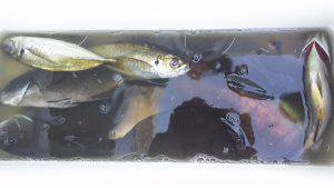 伊豆下田フィッシング 釣果