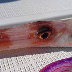 フィッシングボートACE(エース) 釣果