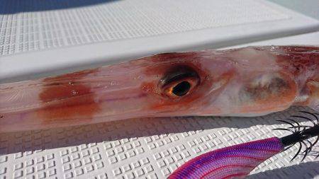 フィッシングボートACE(エース) 釣果