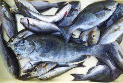 伊豆下田フィッシング 釣果