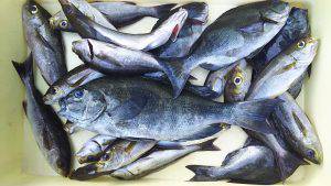 伊豆下田フィッシング 釣果