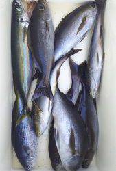 伊豆下田フィッシング 釣果