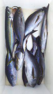 伊豆下田フィッシング 釣果