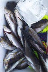 伊豆下田フィッシング 釣果