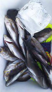 伊豆下田フィッシング 釣果