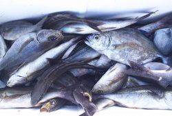 伊豆下田フィッシング 釣果