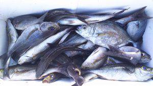 伊豆下田フィッシング 釣果