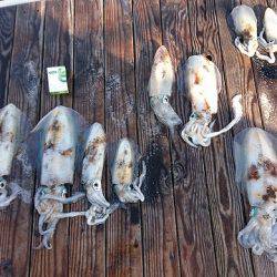 フィッシングボートACE(エース) 釣果