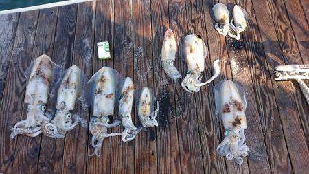 フィッシングボートACE(エース) 釣果