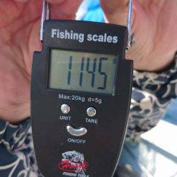 フィッシングボートACE(エース) 釣果