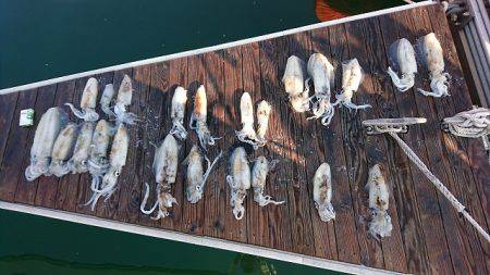 フィッシングボートACE(エース) 釣果