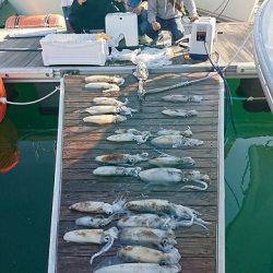 フィッシングボートACE(エース) 釣果