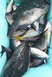 伊豆下田フィッシング 釣果