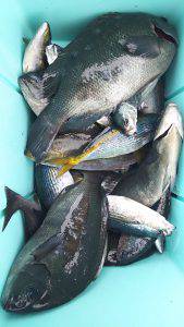 伊豆下田フィッシング 釣果