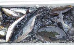 伊豆下田フィッシング 釣果