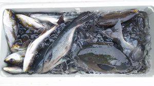 伊豆下田フィッシング 釣果