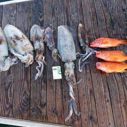 フィッシングボートACE(エース) 釣果