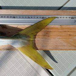 フィッシングボートACE（エース） 釣果