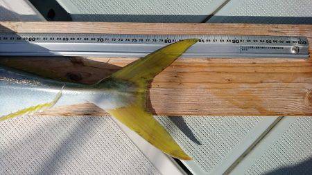 フィッシングボートACE（エース） 釣果