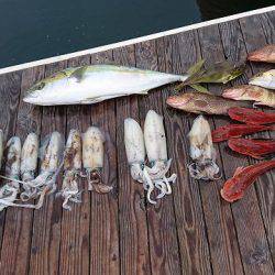 フィッシングボートACE(エース) 釣果